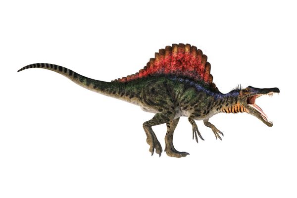 رندر دیجیتالی از دایناسور اسپینوسوروس جدا شده در پس‌زمینه سفید او به شدت تعقیب می کند این دایناسور تروپد در دوره کریته در مناطقی از آفریقا زندگی می کرد