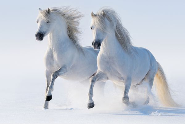 دو اسب سفید برفی در حال تاختن