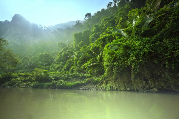 جنگل در ویتنام