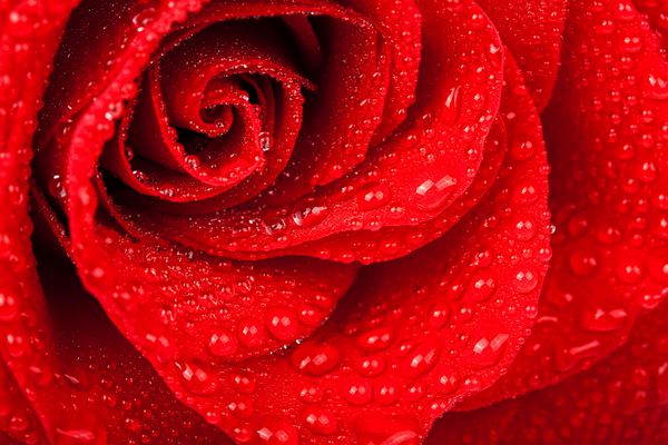 گل رز قرمز با قطره آب تمرکز نرم