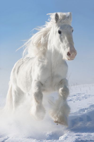 اسب سفید در زمستان در پس زمینه آسمان تاخت می دود
