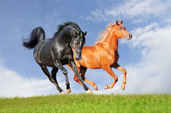 دو اسب عرب