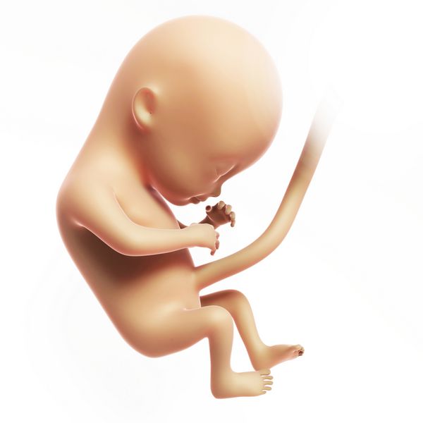 تصویر رندر شده سه بعدی - ماه جنین انسان 4