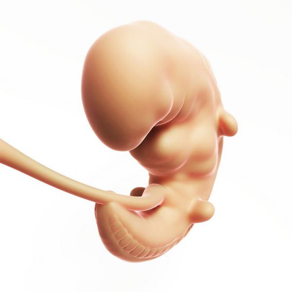 تصویر رندر شده سه بعدی - ماه جنین انسان 1