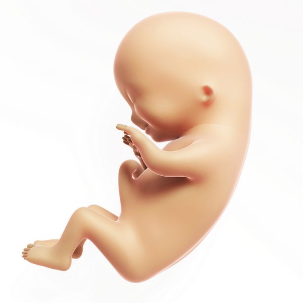 تصویر رندر شده سه بعدی - ماه جنین انسان 3