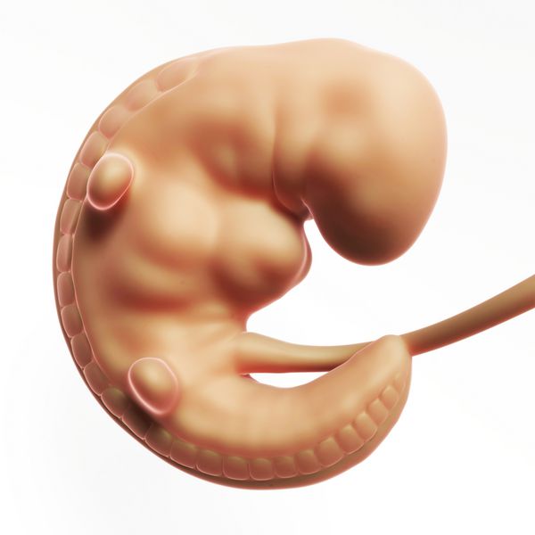 تصویر رندر شده سه بعدی - ماه جنین انسان 1