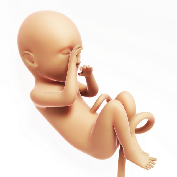 تصویر رندر شده سه بعدی - ماه جنین انسان 8