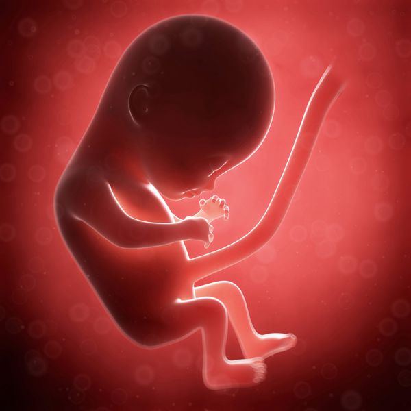 تصویر رندر شده سه بعدی - ماه جنین انسان 4
