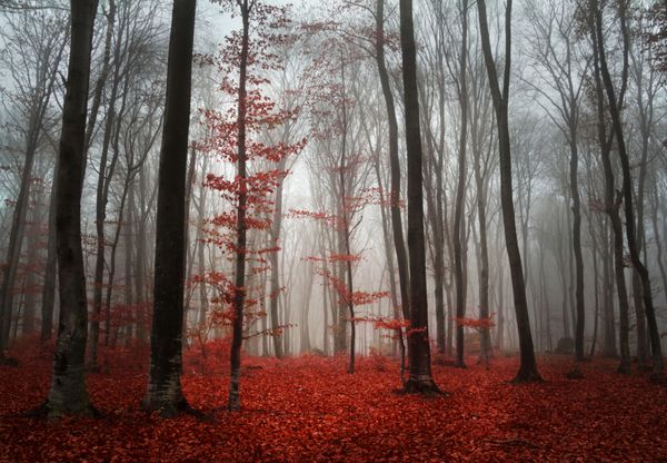 روز مه آلود پاییزی زیبا در جنگل