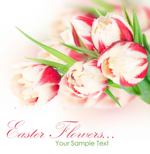 گل های تازه بهاری لاله به عنوان طرح کارت پستال تعطیلات