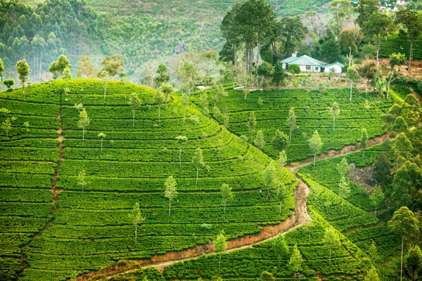 منظره ای با مزارع سبز چای در سریلانکا