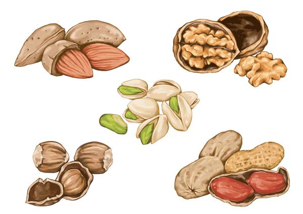 نقاشی بادام زمینی و آجیل دانه های خوراکی درخت مورد استفاده در خوراک دام و انسان آجیل گردو بادام پسته بادام زمینی