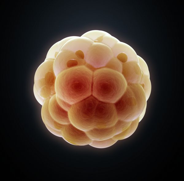 برش جنین - تصویر سه بعدی علمی