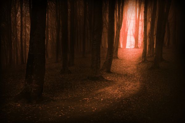 مسیرهای تاریک عارفانه جادویی افسانه ای به جنگل در یک روز مه آلود پاییزی