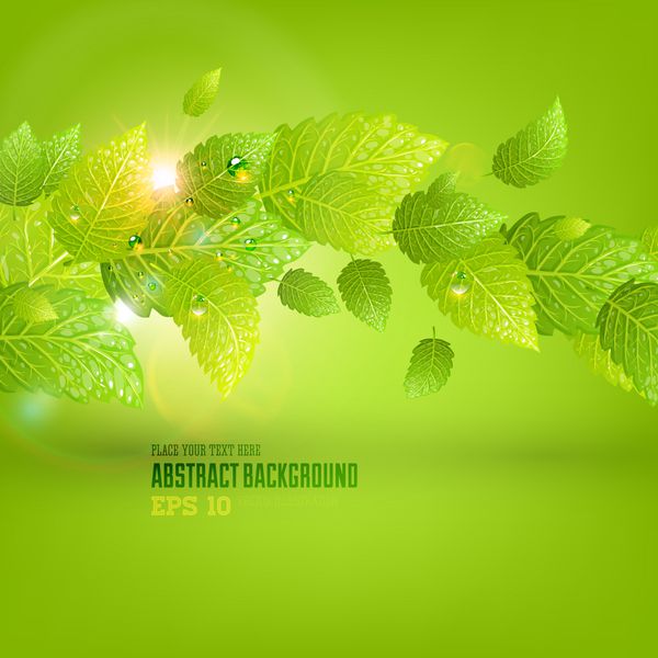 برگ های سبز با قطرات آب و درخشش خورشید برای طراحی تابستانی
