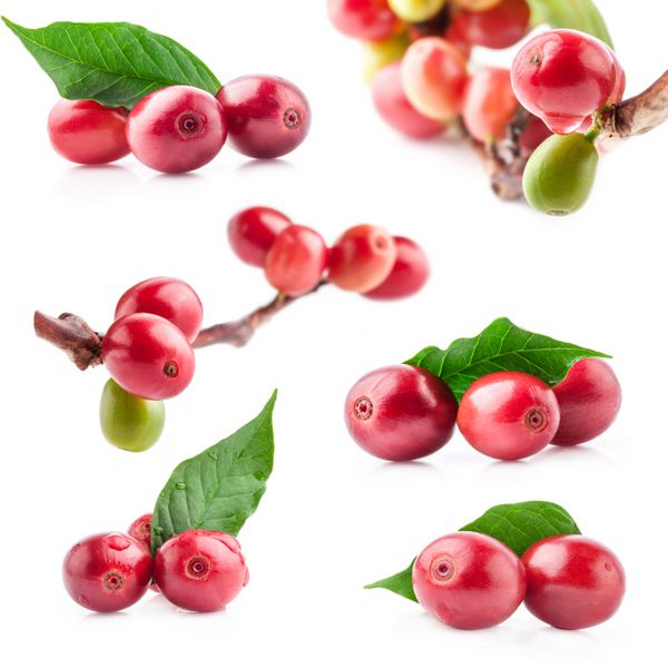 مجموعه ای از دانه های قهوه قرمز روی شاخه ای از درخت قهوه توت های رسیده و نارس جدا شده در پس زمینه سفید