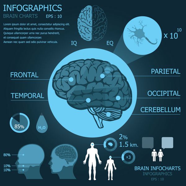 نمودارهای اطلاعاتی مغز