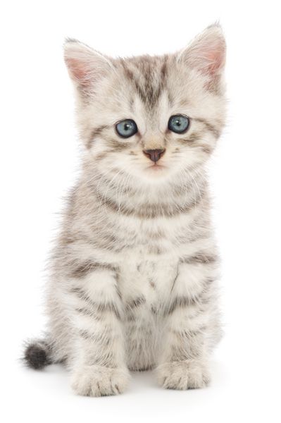 بچه گربه خاکستری کوچک در پس زمینه سفید