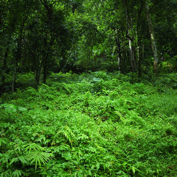 پس زمینه جنگل های بارانی جنگل جنگل انبوه استوایی با سرخس و پوشش گیاهی سرسبز