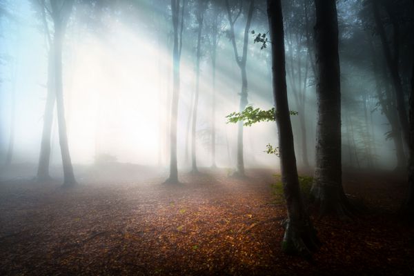اولین روزهای پاییزی در یک جنگل مه آلود