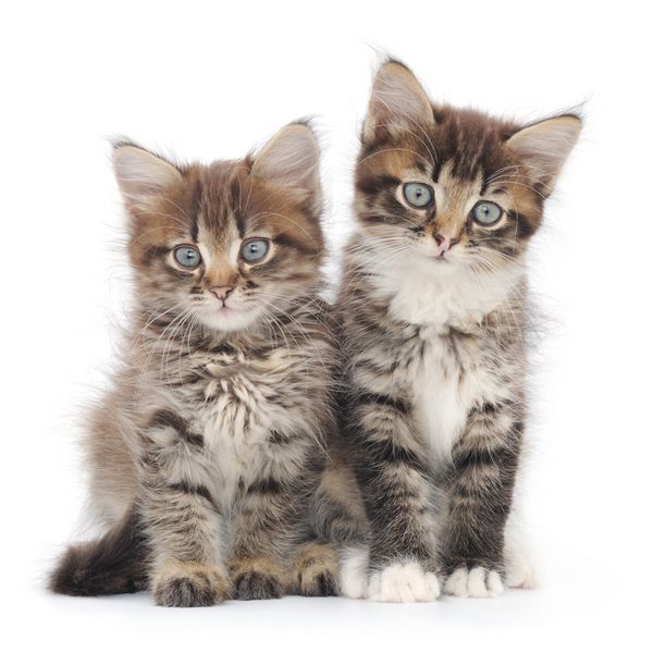 دو بچه گربه کوچک سیبری در زمینه سفید