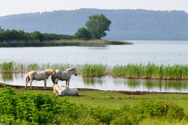 نمایی از دریاچه ویکو در ایتالیا با سه نمونه اسب سفید