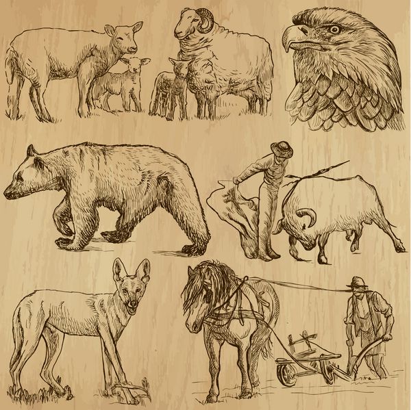 حیوانات در سراسر جهان مجموعه شماره 8 - مجموعه ای از تصاویر طراحی شده با دست توضیحات هر نقاشی از دو لایه خطوط تشکیل شده است پس زمینه رنگی جدا شده است