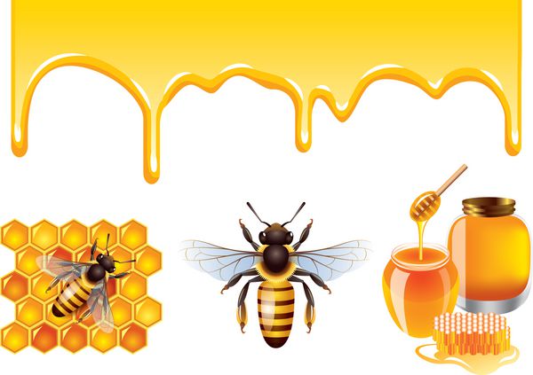 نهرهای عسل کوزه ها زنبورها و سلول های عسل جدا شده روی سفید
