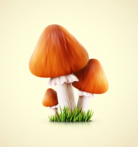 سه عدد قارچ خوراکی تصویر شامل شفافیت و جلوه های ترکیبی است