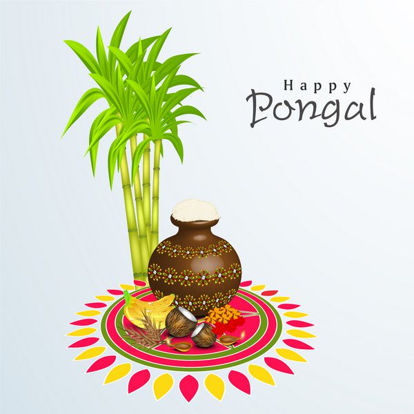 جشن پونگال مبارک جشن برداشت محصول در جنوب هند با برنج پونگال در گلدان سنتی گلی و نیشکر روی طرح گل زیبا به نام رنگولی