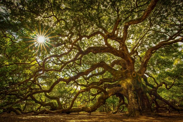 درخت بلوط فرشته در جزیره جان کارولینای جنوبی این درخت در نزدیکی چارلستون قرار دارد و بیش از 1000 سال قدمت دارد در برابر سیل خشکسالی آتش سوزی و طوفان مقاومت کرده است درختی کاملا چشمگیر