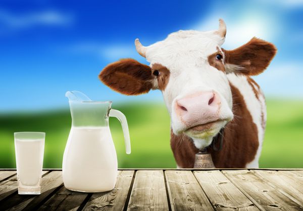 گاو و شیر