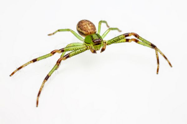 عنکبوت خرچنگ سبز Diaea dorsata