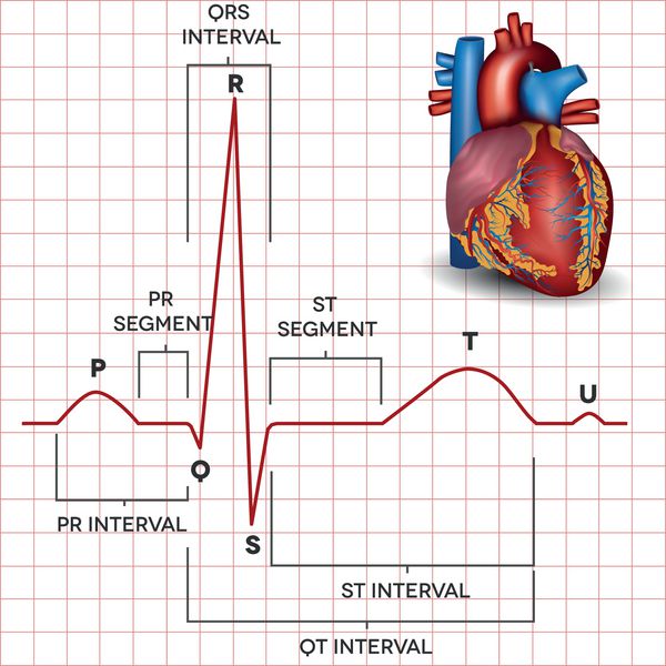 ریتم سینوسی طبیعی قلب انسان و آناتومی دقیق قلب انسان تصویر پزشکی