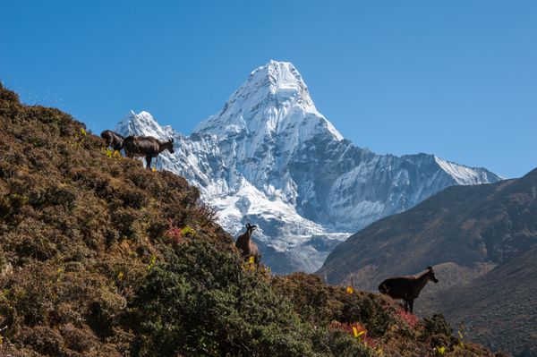 گروه هیمالیا طاهر با قله آما دابلام در پس زمینه نپال