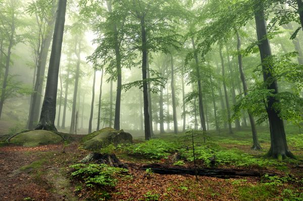 جنگل مه آلود عرفانی در دامنه