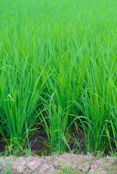 علف های پس زمینه مزرعه برنج با خاک خوب به عنوان پیش زمینه