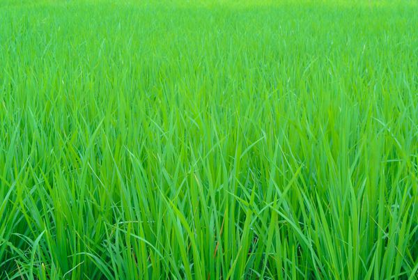 پس زمینه علف های مزرعه برنج در صبح با رنگ سبز خنک