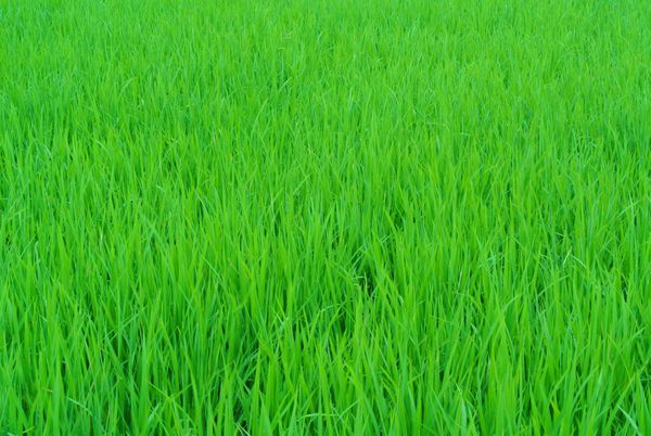علف های بادی مزرعه برنج با ارتعاش رنگ بالا
