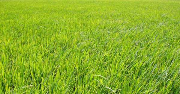 مزارع برنج چمن سبز از کرالا جنوب هند