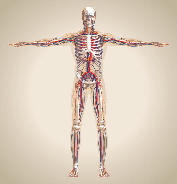 سیستم گردش خون انسان مرد سیستم لنفاوی و سیستم عصبی وکتور