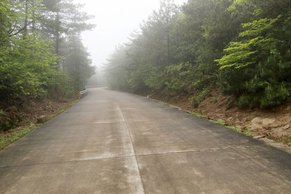 جاده جنگلی مه