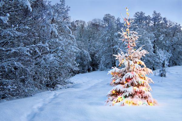درخت کریسمس در برف با چراغ های رنگی