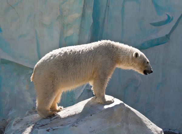خرس سفید در باغ وحشی در روسیه