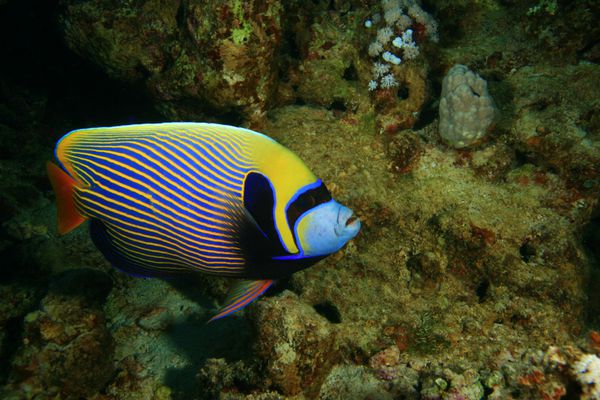 امپراتور فرشته ماهی Pomacanthus imperator