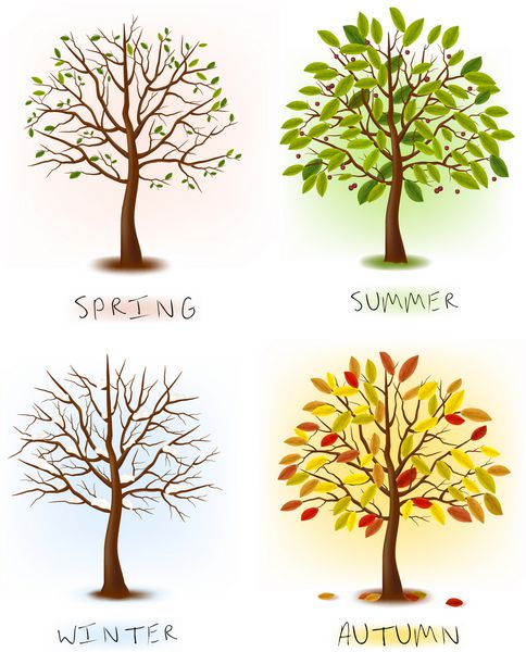 چهار فصل - بهار تابستان پاییز زمستان درخت هنر زیبا برای طراحی شما وکتور