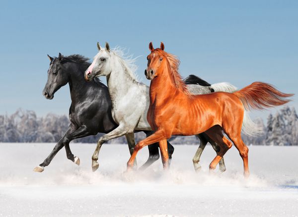 رایگان سه اسب عرب در مزرعه زمستانی
