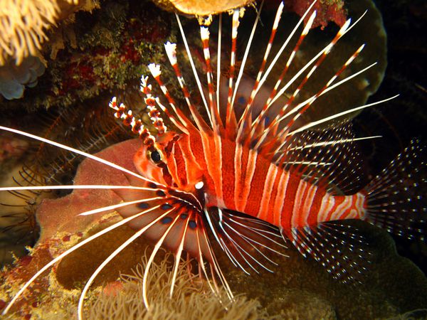 Spotfin Lionfish ماراتوآ اندونزی