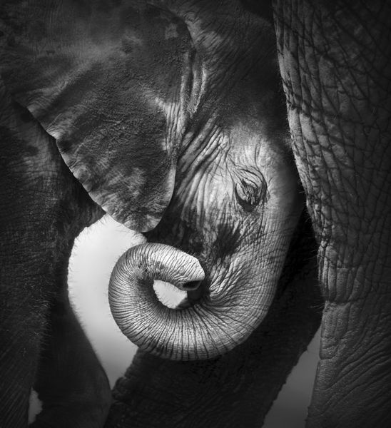 بچه فیل به دنبال آرامش در برابر پای مادر - پارک ملی اتوشا