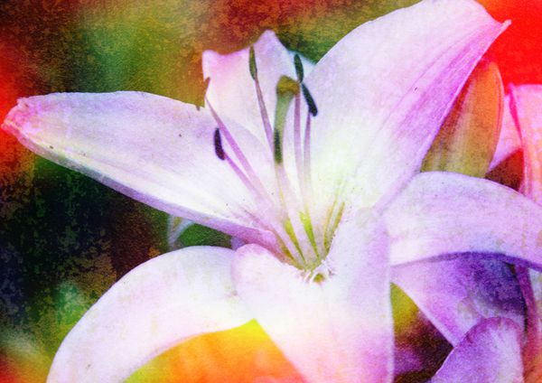 زنبق - عکس گلدار با بافت پتینه